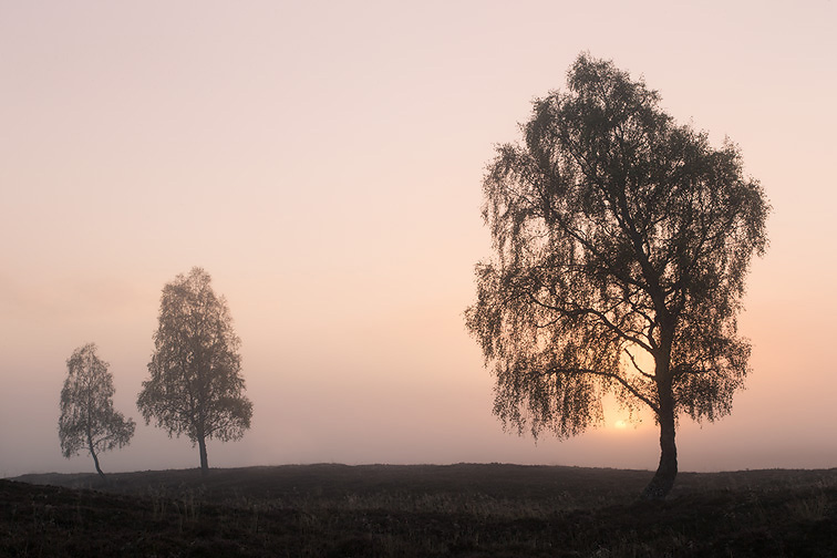 Silver birch (Betula pendula) trees on moorland at sunrise